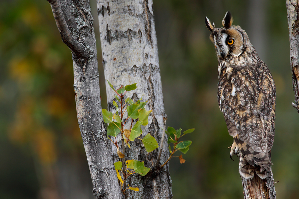 Imagen 11 de la galería de Búho Chico - Long-eared Owl